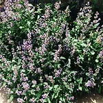 Vivienda Salvia