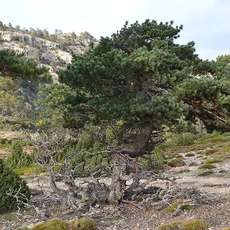 Vivienda Salvia Apartman