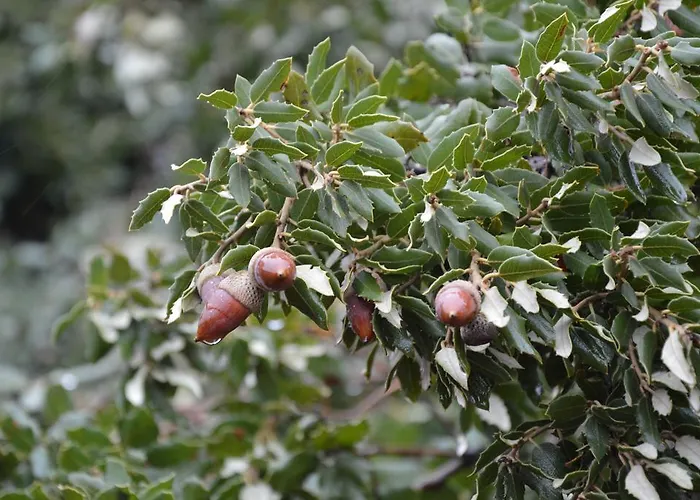 Vivienda Salvia * Nogueruelas
